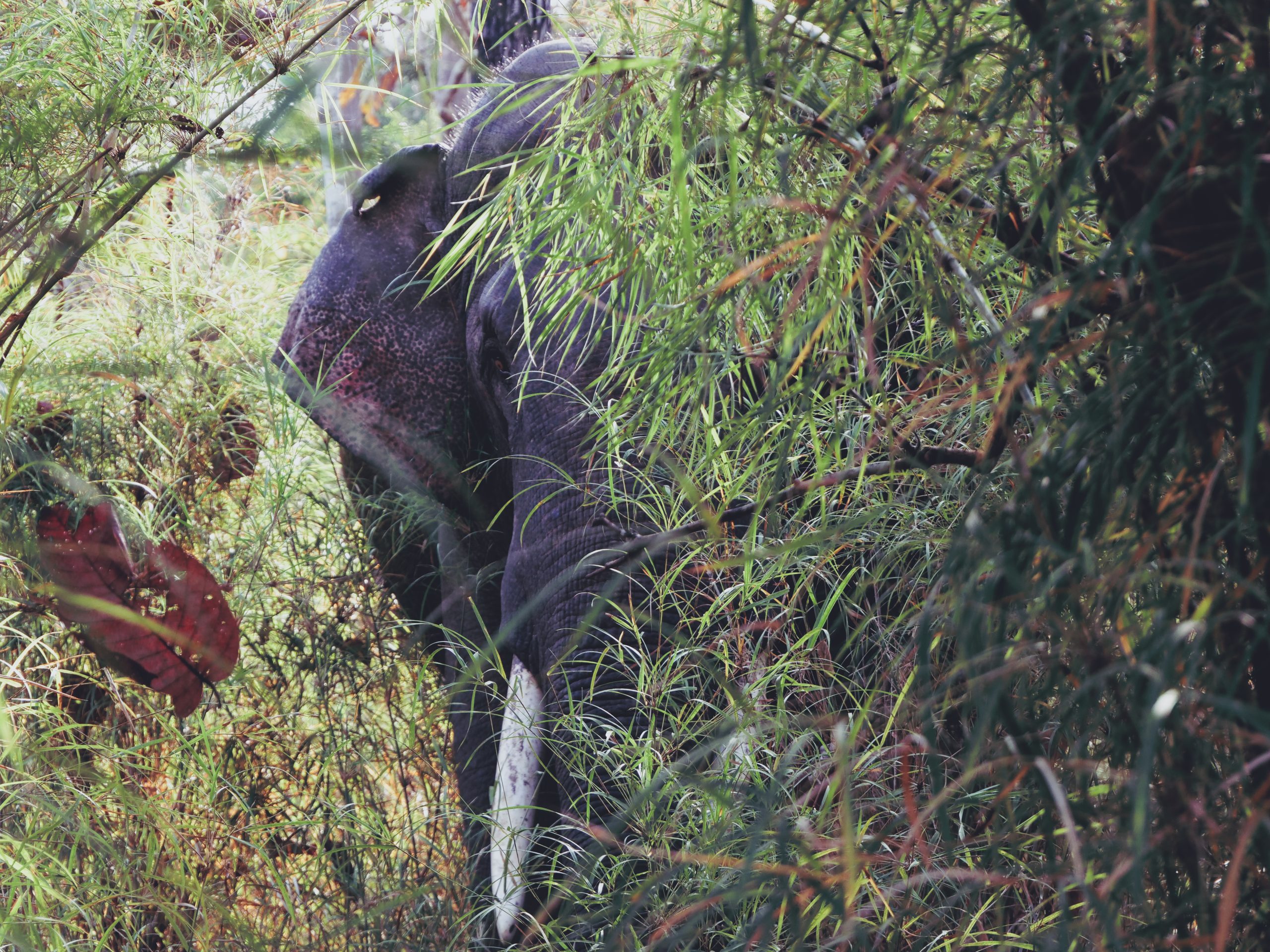 In search of the Vietnamese Elephant